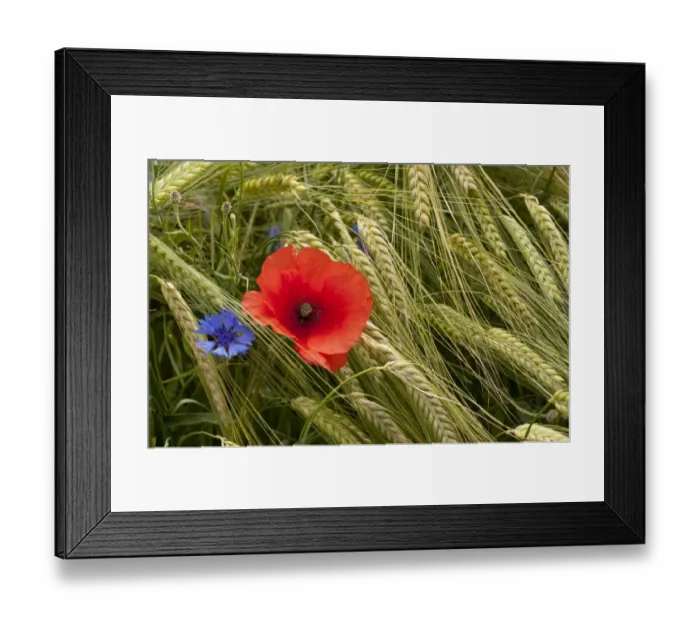 Framed Print : Corn Poppy (Papaver rhoeas) and Cornflower (Centaurea cyanus) flowering, growing amongst barley crop in arable field