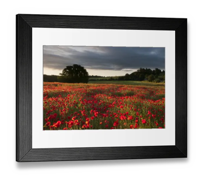 Framed Print : Corn Poppy (Papaver rhoeas) flowering mass, growing in arable field habitat at sunrise, Kent, England, July Framed Print : Corn Poppy (Papaver rhoeas) flowering mass, growing in arable field habitat at sunrise, Kent, England, July