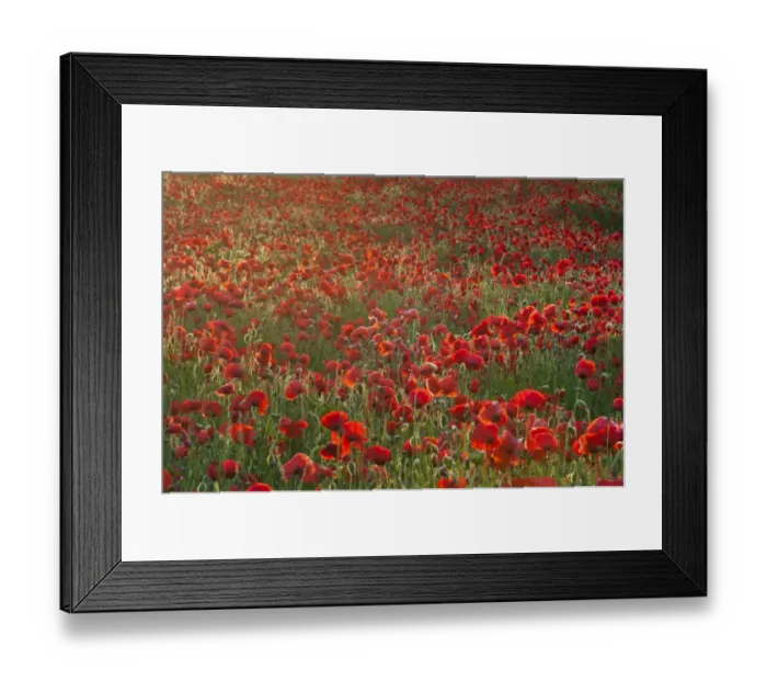 Framed Print : Corn Poppy (Papaver rhoeas) flowering mass, growing in arable field at sunrise, Kent, England, July