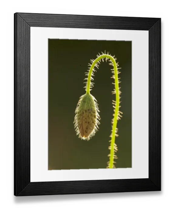 Framed Print : Corn Poppy (Papaver rhoeas) close-up of flowerbud, backlit, Shropshire, England, July Framed Print : Corn Poppy (Papaver rhoeas) close-up of flowerbud, backlit, Shropshire, England, July