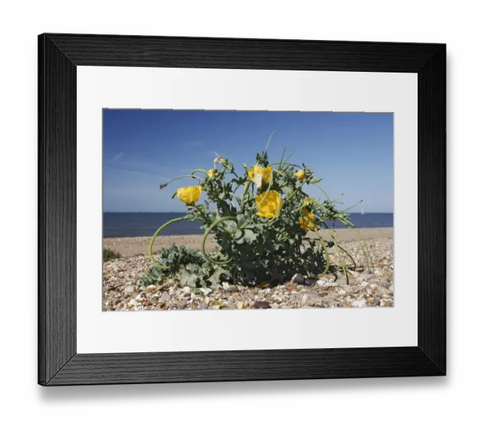 Framed Print : Yellow-horned Poppy (Glaucium flavum) flowering, growing on shingle beach, Aldeburgh, Suffolk, England, August Framed Print : Yellow-horned Poppy (Glaucium flavum) flowering, growing on shingle beach, Aldeburgh, Suffolk, England, August
