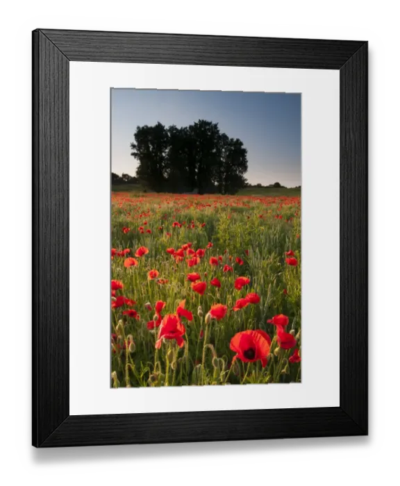 Framed Print : Corn Poppy (Papaver rhoeas) flowering mass, growing in arable field habitat at sunset, Kent, England, June