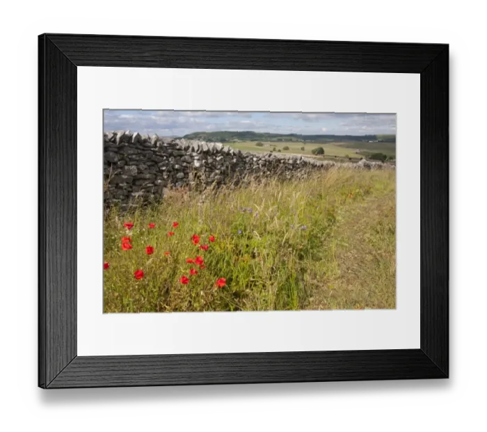 Framed Print : Corn Poppy (Papaver rhoeas) and other wildflowers, flowering, growing beside drystone wall, Cressbrook Dale Framed Print : Corn Poppy (Papaver rhoeas) and other wildflowers, flowering, growing beside drystone wall, Cressbrook Dale