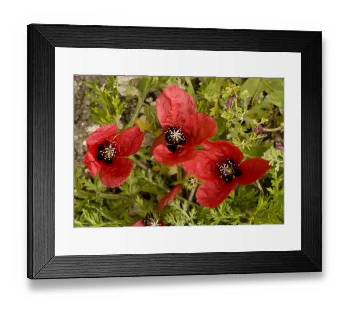 Framed Print : Rough Poppy (Papaver hybridum) in flower and fruit, growing on arable land, Ranscombe Farm Nature Reserve, Kent Framed Print : Rough Poppy (Papaver hybridum) in flower and fruit, growing on arable land, Ranscombe Farm Nature Reserve, Kent