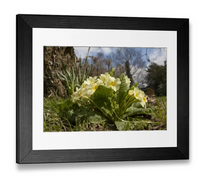 Framed Print : Common Primrose (Primula vulgaris) flowering, England, April Framed Print : Common Primrose (Primula vulgaris) flowering, England, April