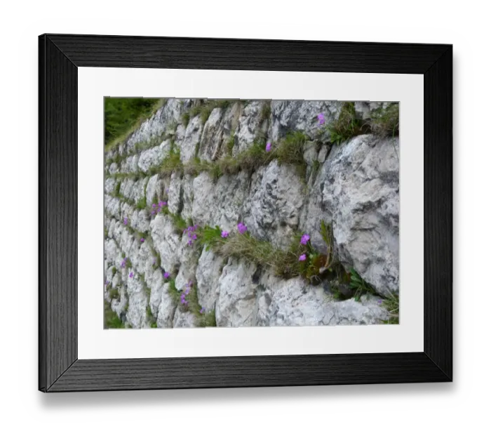 Framed Print : Birdseye Primrose (Primula farinosa) flowering, growing in crevises of limestone wall on roadside, Dolomites Framed Print : Birdseye Primrose (Primula farinosa) flowering, growing in crevises of limestone wall on roadside, Dolomites