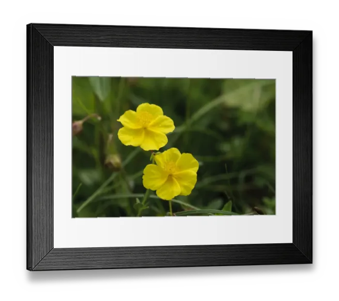 Framed Print : Common Rockrose (Helianthemum nummularium) close-up of flowers, Ivinghoe Beacon, Chiltern Hills, Buckinghamshire Framed Print : Common Rockrose (Helianthemum nummularium) close-up of flowers, Ivinghoe Beacon, Chiltern Hills, Buckinghamshire