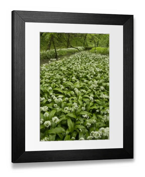 Framed Print : Ramsons (Allium ursinum) flowering mass, growing beside river in woodland habitat, Derbyshire, England, May Framed Print : Ramsons (Allium ursinum) flowering mass, growing beside river in woodland habitat, Derbyshire, England, May