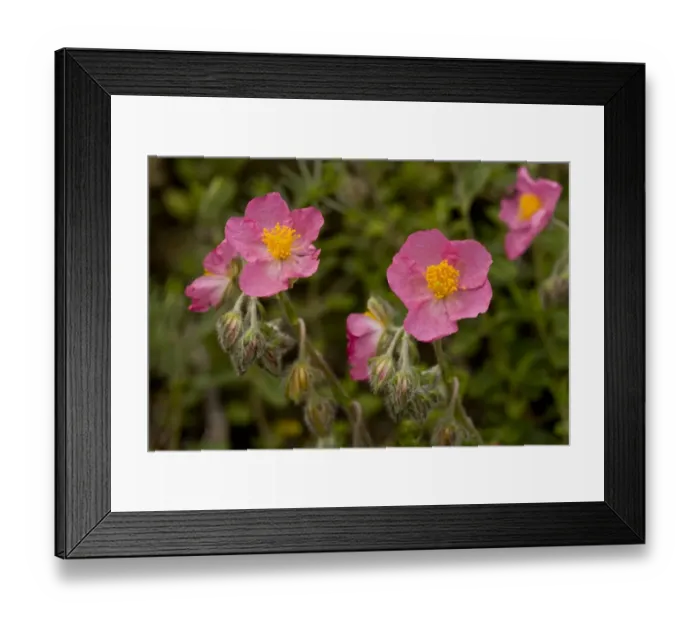 Framed Print : Pink Rockrose (Helianthemum nummularium ssp. pyrenaica) close-up of flowers, Spanish Pyrenees, Spain, June Framed Print : Pink Rockrose (Helianthemum nummularium ssp. pyrenaica) close-up of flowers, Spanish Pyrenees, Spain, June