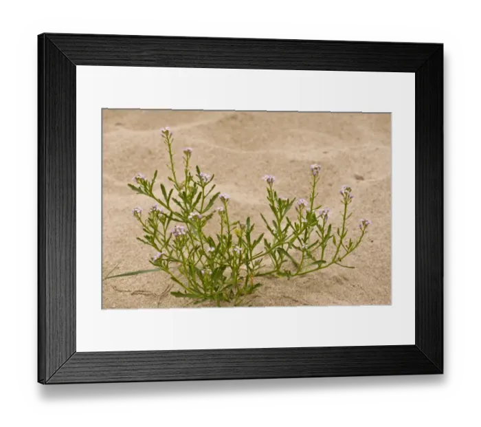 Framed Print : Sea Rocket (Cakile maritima ssp. integrifolia) in flower and fruit, growing on sand dunes, August Framed Print : Sea Rocket (Cakile maritima ssp. integrifolia) in flower and fruit, growing on sand dunes, August