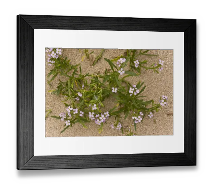 Framed Print : Sea Rocket (Cakile maritima ssp. integrifolia) in flower and fruit, growing on sand dunes, August Framed Print : Sea Rocket (Cakile maritima ssp. integrifolia) in flower and fruit, growing on sand dunes, August