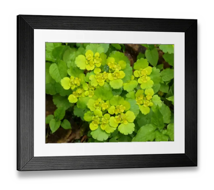 Framed Print : Opposite-leaved Golden Saxifrage (Chrysosplenium oppositifolium) flowering, Dolomites, Italian Alps, Italy, June Framed Print : Opposite-leaved Golden Saxifrage (Chrysosplenium oppositifolium) flowering, Dolomites, Italian Alps, Italy, June