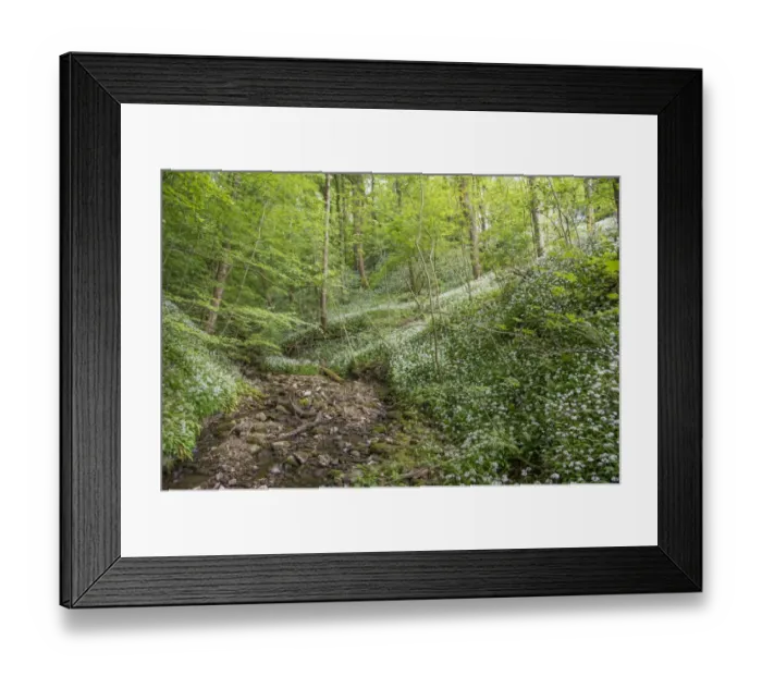 Framed Print : Ramsons (Allium ursinum) flowering mass, growing beside stream in woodland habitat, Porter Wood, Whitewell Framed Print : Ramsons (Allium ursinum) flowering mass, growing beside stream in woodland habitat, Porter Wood, Whitewell