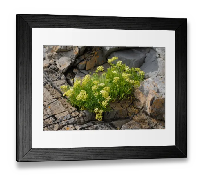 Framed Print : Rock Samphire (Crithmum maritimum) flowering, growing on limestone cliffs, Gower Peninsula, West Glamorgan Framed Print : Rock Samphire (Crithmum maritimum) flowering, growing on limestone cliffs, Gower Peninsula, West Glamorgan