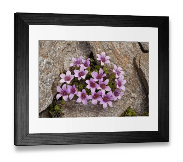 Framed Print : Purple Saxifrage (Saxifraga oppositifolia) flowering, growing at high altitude, French Alps, France, June Framed Print : Purple Saxifrage (Saxifraga oppositifolia) flowering, growing at high altitude, French Alps, France, June