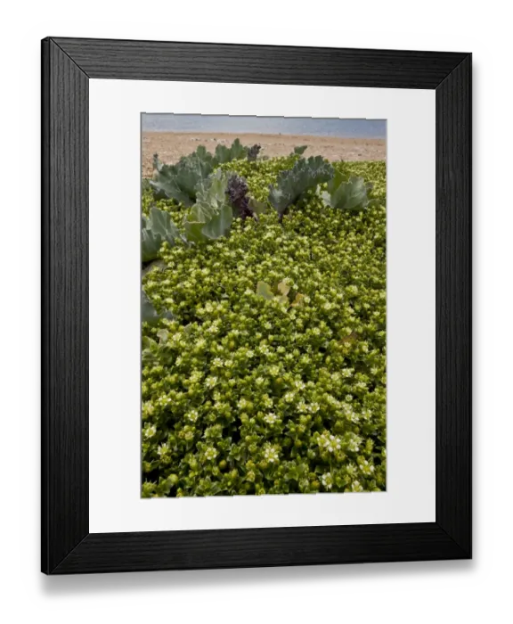 Framed Print : Sea Sandwort (Honckenya peploides) flowering mass, growing on shingle bank, Cogden Beach, Chesil Beach, Dorset