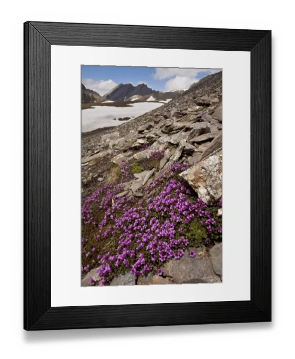 Framed Print : Purple Saxifrage (Saxifraga oppositifolia) flowering mass, growing in mountain habitat, Col Agnel, Queyras Framed Print : Purple Saxifrage (Saxifraga oppositifolia) flowering mass, growing in mountain habitat, Col Agnel, Queyras