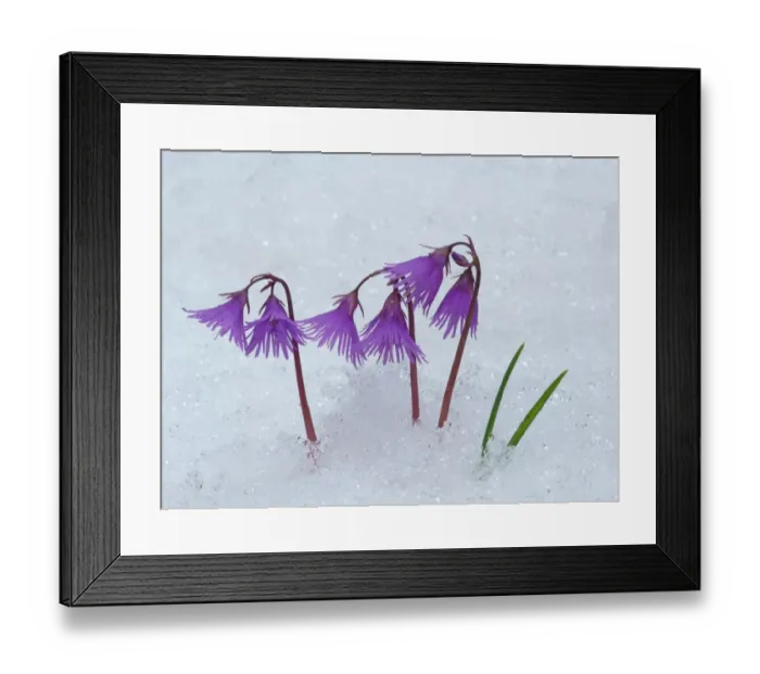 Framed Print : Alpine Snowbell (Soldanella alpina) flowering, emerging through snow, Dolomites, Italian Alps, Italy, June