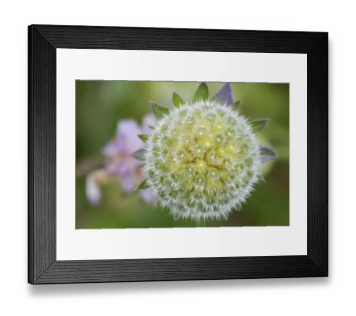 Framed Print : Field Scabious (Knautia arvensis) close-up of seedhead, Berwickshire, Scottish Borders, Scotland, August Framed Print : Field Scabious (Knautia arvensis) close-up of seedhead, Berwickshire, Scottish Borders, Scotland, August