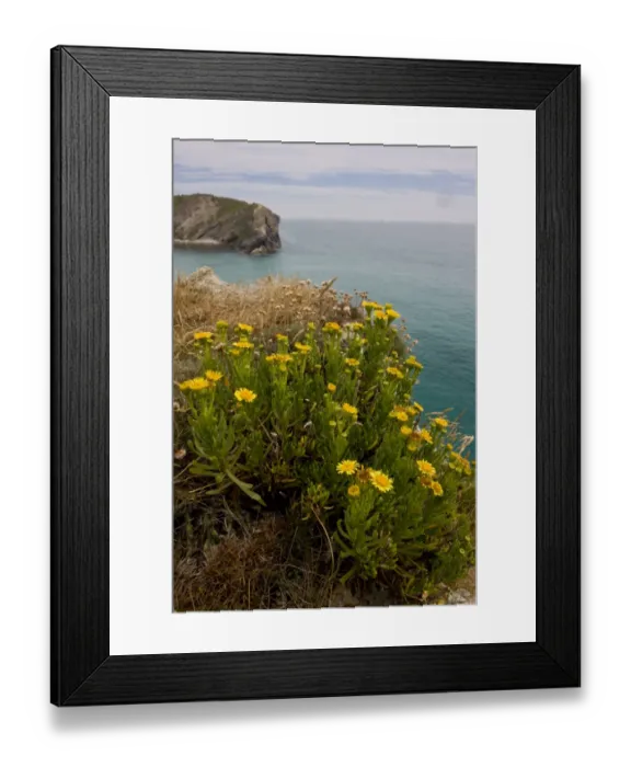 Framed Print : Golden Samphire (Inula crithmoides) flowering, growing on clifftop habitat, Lulworth Cove, Dorset, England, July Framed Print : Golden Samphire (Inula crithmoides) flowering, growing on clifftop habitat, Lulworth Cove, Dorset, England, July