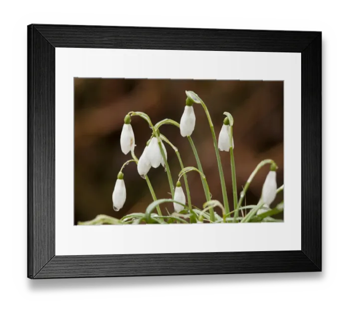 Framed Print : Snowdrop (Galanthus nivalis) flowering, growing in forest, France, March