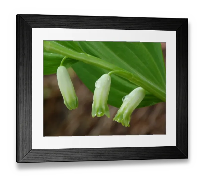 Framed Print : Common Solomons Seal (Polygonatum multiflorum) close-up of flowers with raindrops, Dolomites, Italian Alps, Italy, June