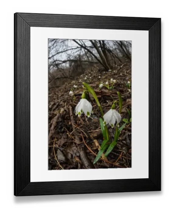 Framed Print : Spring Snowflake (Leucojum vernum) flowering, growing in deciduous woodland habitat Framed Print : Spring Snowflake (Leucojum vernum) flowering, growing in deciduous woodland habitat