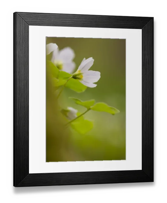 Framed Print : Wood Sorrel (Oxalis acetosella) flowering, Powys, Wales, May Framed Print : Wood Sorrel (Oxalis acetosella) flowering, Powys, Wales, May
