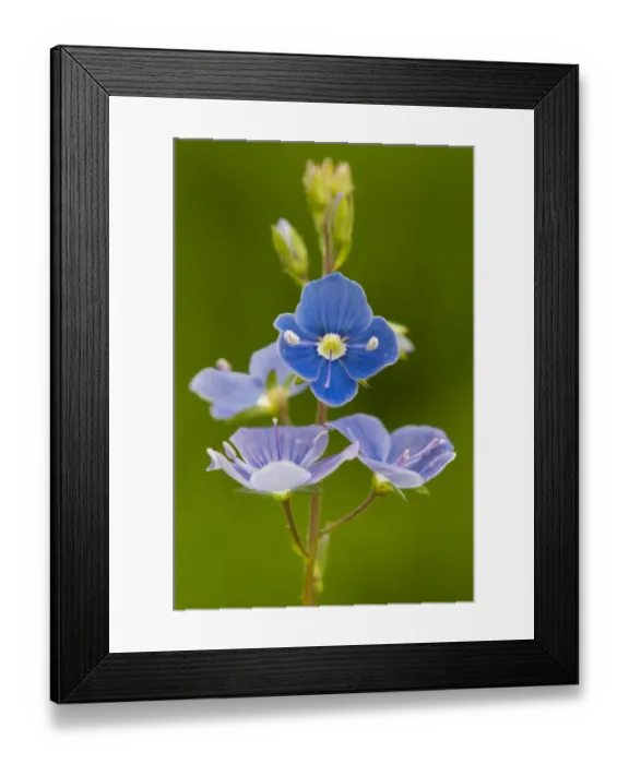 Framed Print : Germander Speedwell (Veronica chamaedrys) close-up of flowers, Kent, England, June Framed Print : Germander Speedwell (Veronica chamaedrys) close-up of flowers, Kent, England, June