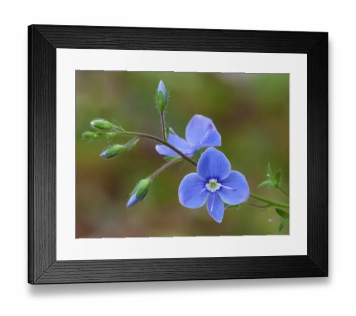Framed Print : Germander Speedwell (Veronica chamaedrys) close-up of flowers and flowerbuds, Dolomites, Italian Alps, Italy, June Framed Print : Germander Speedwell (Veronica chamaedrys) close-up of flowers and flowerbuds, Dolomites, Italian Alps, Italy, June