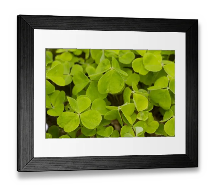 Framed Print : Wood Sorrel (Oxalis acetosella) close-up of leaves, Powys, Wales, May Framed Print : Wood Sorrel (Oxalis acetosella) close-up of leaves, Powys, Wales, May