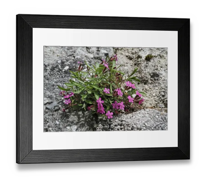 Framed Print : Rock Soapwort (Saponaria ocymoides) flowering, growing on roadside verge, Dolomites, Italian Alps, Italy, June Framed Print : Rock Soapwort (Saponaria ocymoides) flowering, growing on roadside verge, Dolomites, Italian Alps, Italy, June
