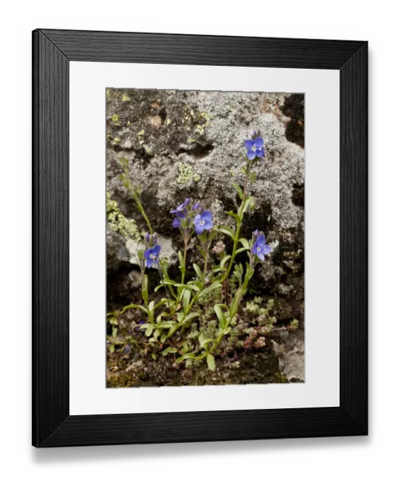 Framed Print : Rock Speedwell (Veronica fruticans) flowering, growing on acid rock, Heas Valley, French Pyrenees, France, June Framed Print : Rock Speedwell (Veronica fruticans) flowering, growing on acid rock, Heas Valley, French Pyrenees, France, June