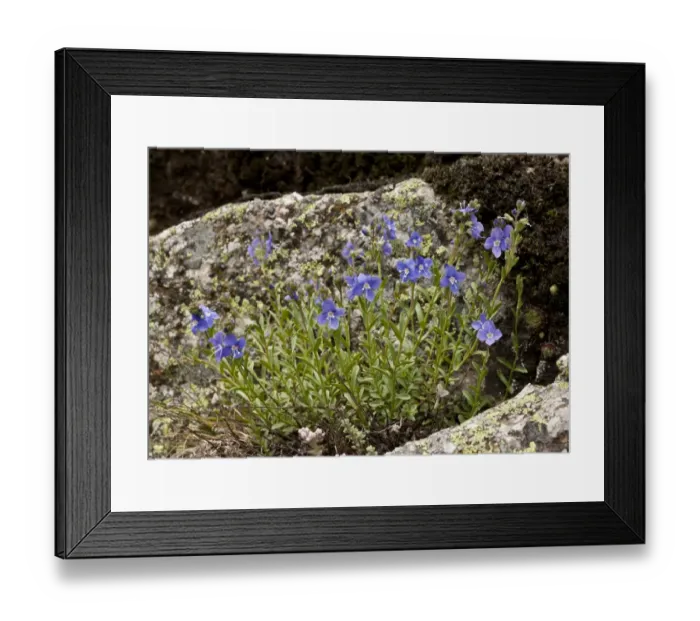Framed Print : Rock Speedwell (Veronica fruticans) flowering, growing on acid rock, Heas Valley, French Pyrenees, France, June Framed Print : Rock Speedwell (Veronica fruticans) flowering, growing on acid rock, Heas Valley, French Pyrenees, France, June