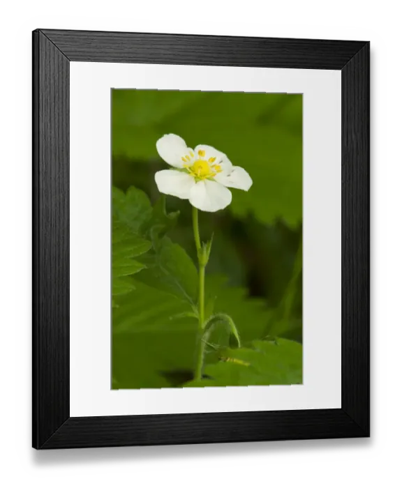 Framed Print : Wild Strawberry (Fragaria vesca) close-up of flower, Kent, England, June