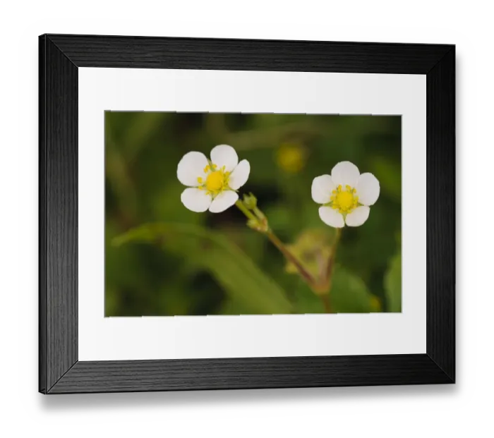 Framed Print : Wild Strawberry (Fragaria vesca) close-up of flowers, College Lake Nature Reserve, Hertfordshire, England, June
