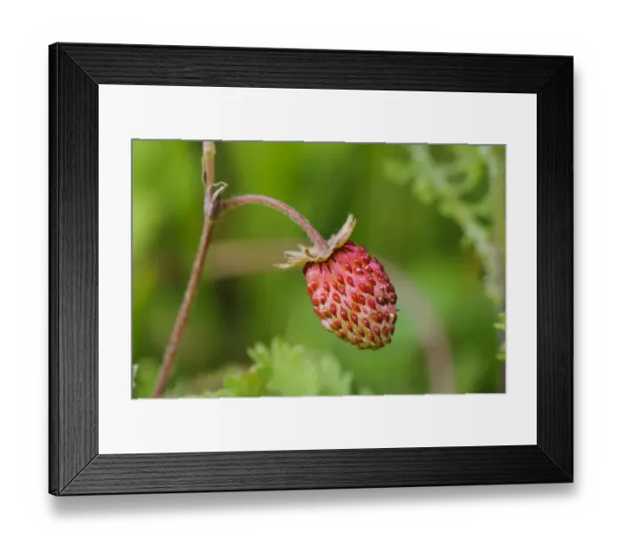Framed Print : Wild Strawberry (Fragaria vesca) close-up of fruit, College Lake Nature Reserve, Hertfordshire, England, June Framed Print : Wild Strawberry (Fragaria vesca) close-up of fruit, College Lake Nature Reserve, Hertfordshire, England, June