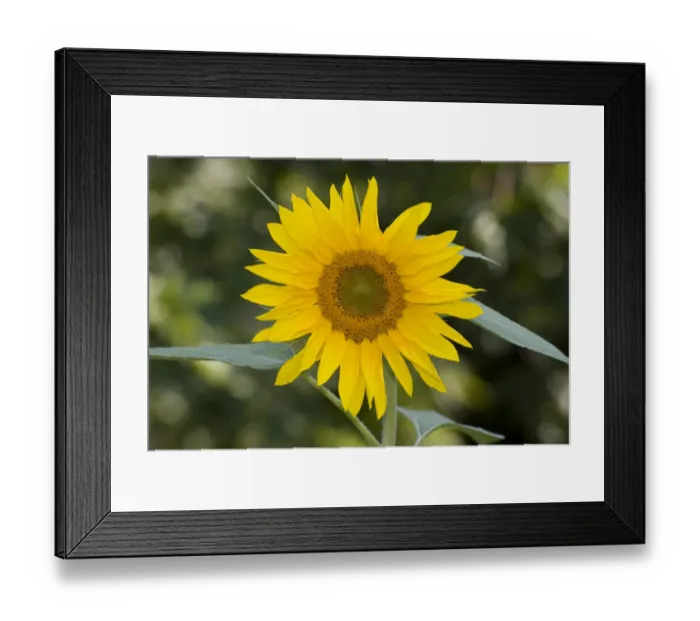 Framed Print : Sunflower (Helianthus annuus) close-up of flower, in garden, Ottawa, Ontario, Canada, August Framed Print : Sunflower (Helianthus annuus) close-up of flower, in garden, Ottawa, Ontario, Canada, August