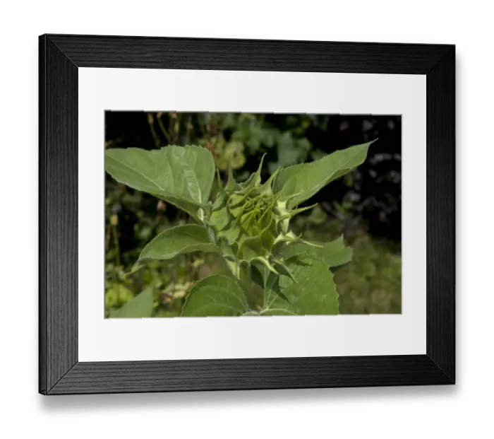 Framed Print : Sunflower (Helianthus annuus) close-up of flowerbud, in garden, Ottawa, Ontario, Canada, July Framed Print : Sunflower (Helianthus annuus) close-up of flowerbud, in garden, Ottawa, Ontario, Canada, July