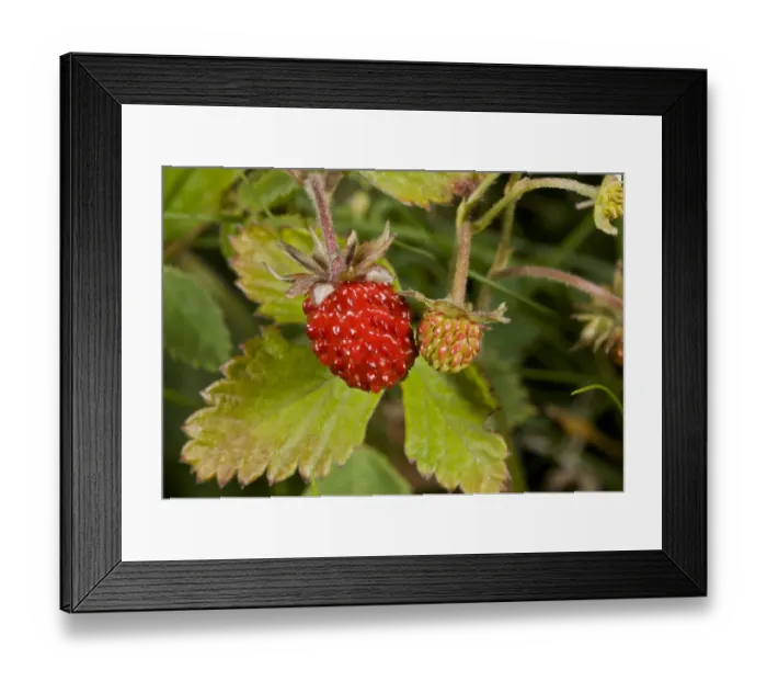 Framed Print : Wild Strawberry (Fragaria vesca) close-up of ripe and ripening fruit, Hampshire, England, July