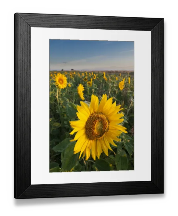 Framed Print : Sunflower (Helianthus annuus) flowering, bird cover crop on field headland, Elmley Marshes N. N. R Framed Print : Sunflower (Helianthus annuus) flowering, bird cover crop on field headland, Elmley Marshes N. N. R