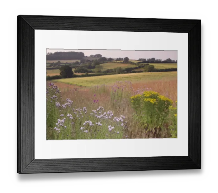 Framed Print : Creeping Thistle (Cirsium arvense) seedheads, Common Ragwort (Senecio jacobaea) and Comon Foxglove (Digitalis purpurea) Framed Print : Creeping Thistle (Cirsium arvense) seedheads, Common Ragwort (Senecio jacobaea) and Comon Foxglove (Digitalis purpurea)