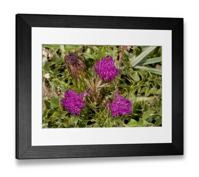 Framed Print : Dwarf Thistle (Cirsium acaule) close-up of flowers, growing on chalk downland, Hampshire, England, August Framed Print : Dwarf Thistle (Cirsium acaule) close-up of flowers, growing on chalk downland, Hampshire, England, August