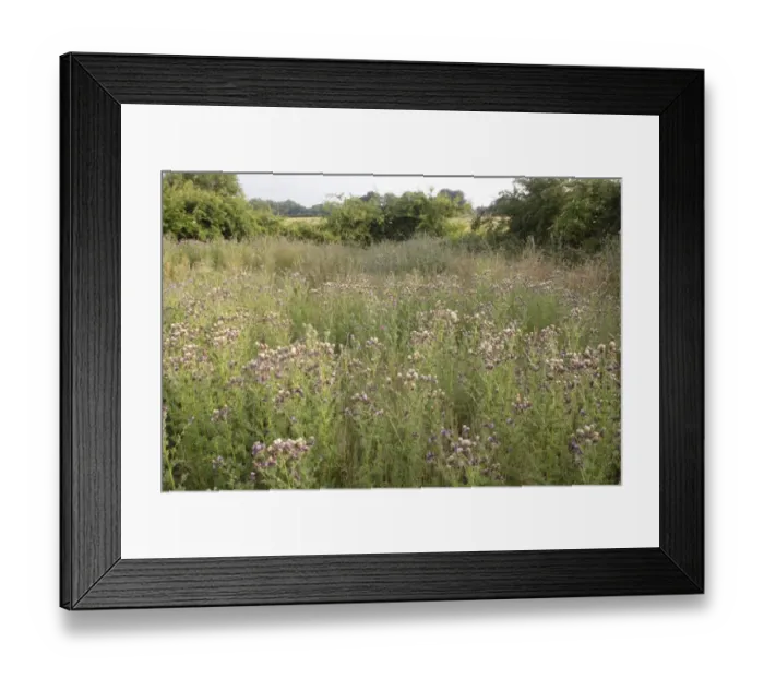 Framed Print : Creeping Thistle (Cirsium arvense) seedheads, growing on wide field margin strip at corner of arable field beside Framed Print : Creeping Thistle (Cirsium arvense) seedheads, growing on wide field margin strip at corner of arable field beside