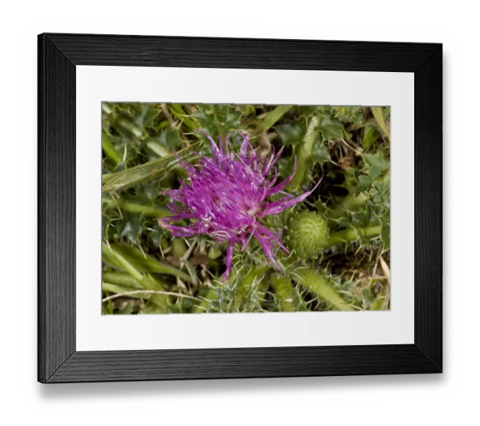 Framed Print : Dwarf Thistle (Cirsium acaule) close-up of flower, growing on chalk downland, Dorset, England, July Framed Print : Dwarf Thistle (Cirsium acaule) close-up of flower, growing on chalk downland, Dorset, England, July