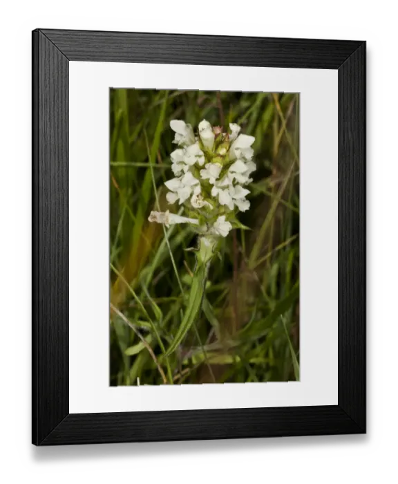 Framed Print : Cut-leaved Selfheal (Prunella laciniata) flowering, Dordogne, France, July Framed Print : Cut-leaved Selfheal (Prunella laciniata) flowering, Dordogne, France, July