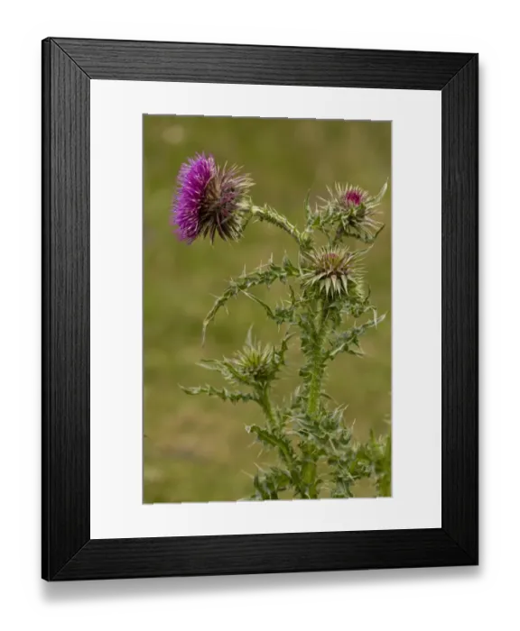 Framed Print : Musk Thistle (Carduus nutans) flowering, Berry Head N. N. R. Torbay, Devon, England, July Framed Print : Musk Thistle (Carduus nutans) flowering, Berry Head N. N. R. Torbay, Devon, England, July
