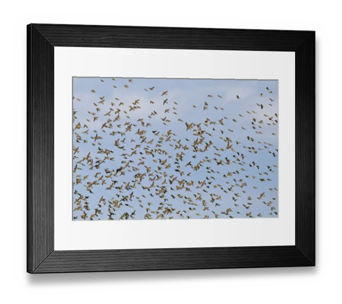 Framed Print : Spanish Sparrow (Passer hispaniolensis) winter flock, in flight, Extremadura, Spain, April