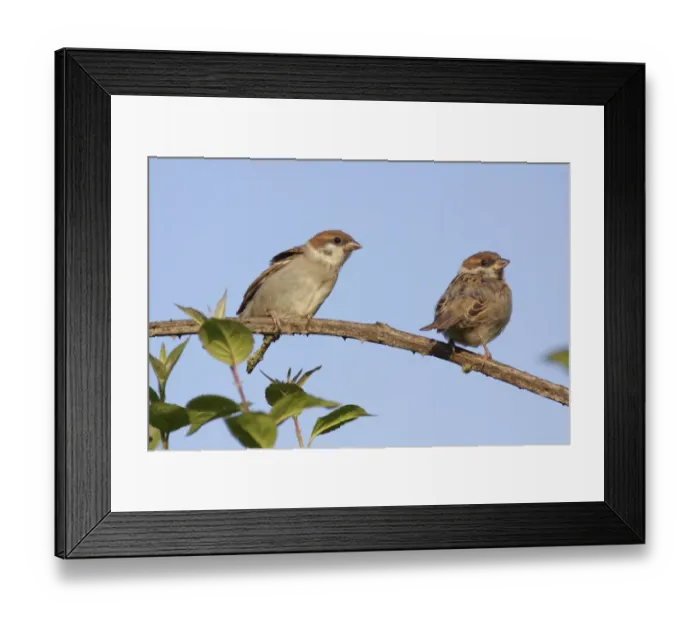 Framed Print : Eurasian Tree Sparrow (Passer montanus) two juveniles, perched on bramble stem, Bempton, East Yorkshire, England, June Framed Print : Eurasian Tree Sparrow (Passer montanus) two juveniles, perched on bramble stem, Bempton, East Yorkshire, England, June