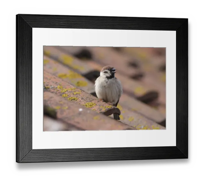 Framed Print : Eurasian Tree Sparrow (Passer montanus) adult, calling, perched on tiled roof, Bempton, East Yorkshire, England, June Framed Print : Eurasian Tree Sparrow (Passer montanus) adult, calling, perched on tiled roof, Bempton, East Yorkshire, England, June
